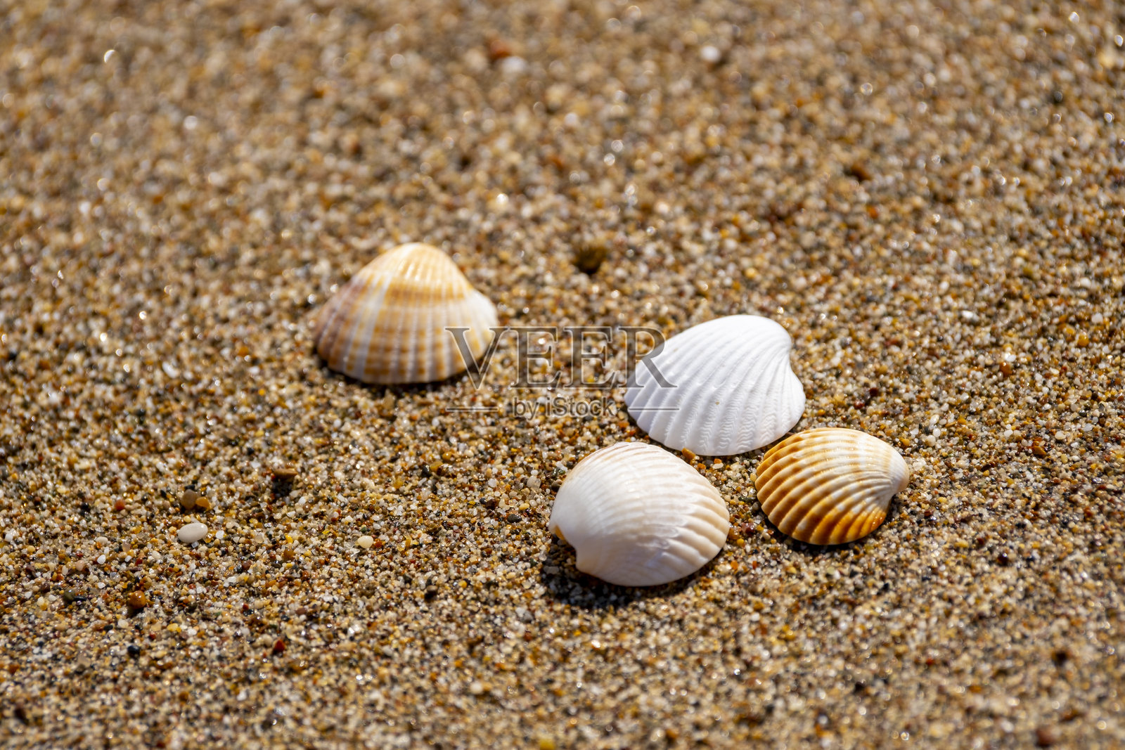 沙滩上的贝壳照片摄影图片