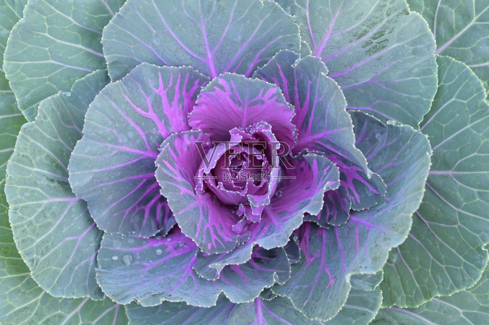 从上方俯视一株观赏性卷心菜或羽衣甘蓝,展示其同心层的绿色外叶和鲜艳的紫粉色内叶。照片摄影图片