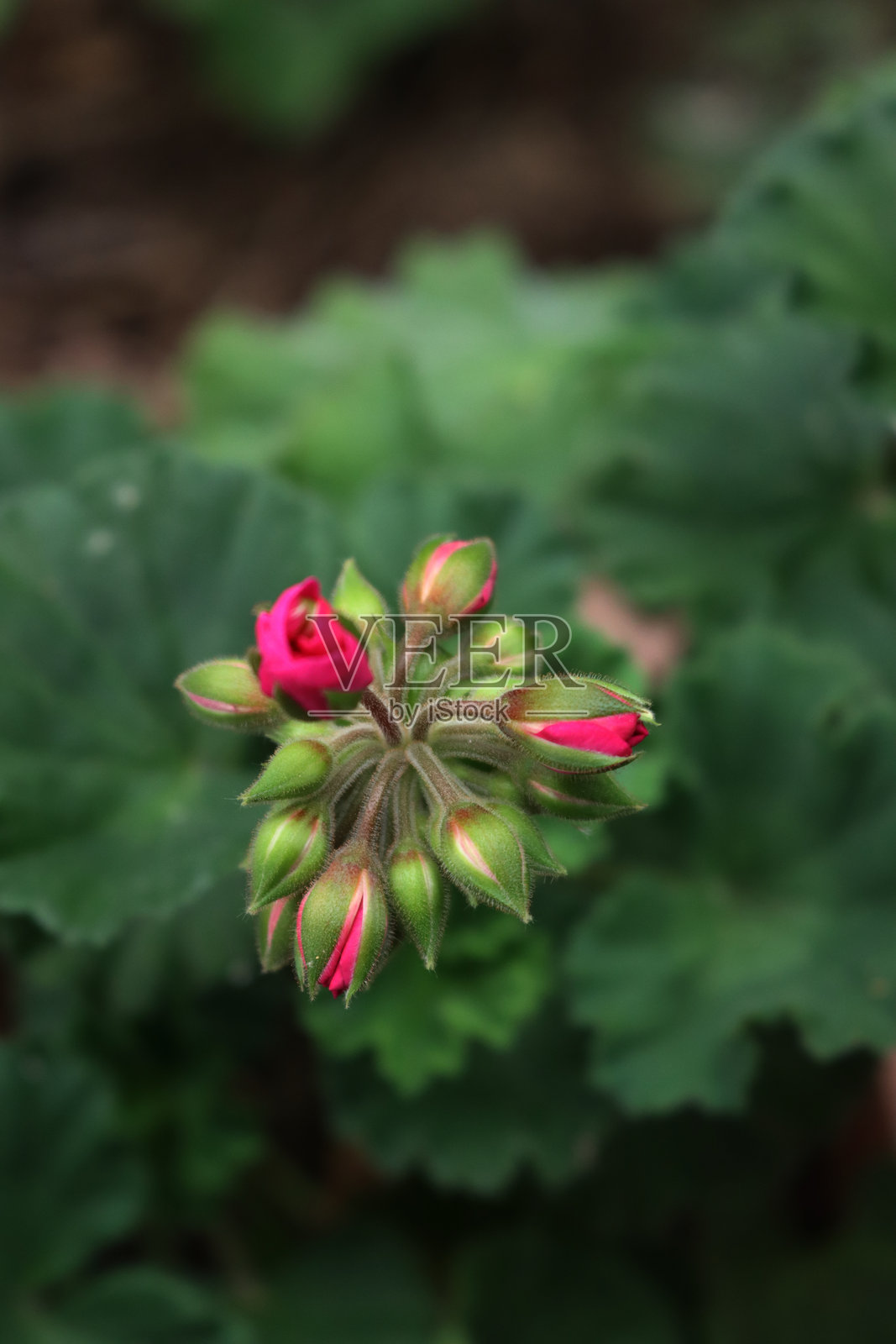天竺葵粉色花朵在植物上照片摄影图片