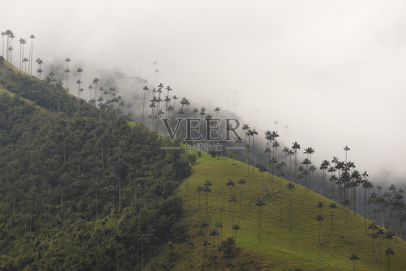 科科拉谷 - 蜡棕榈照片摄影图片