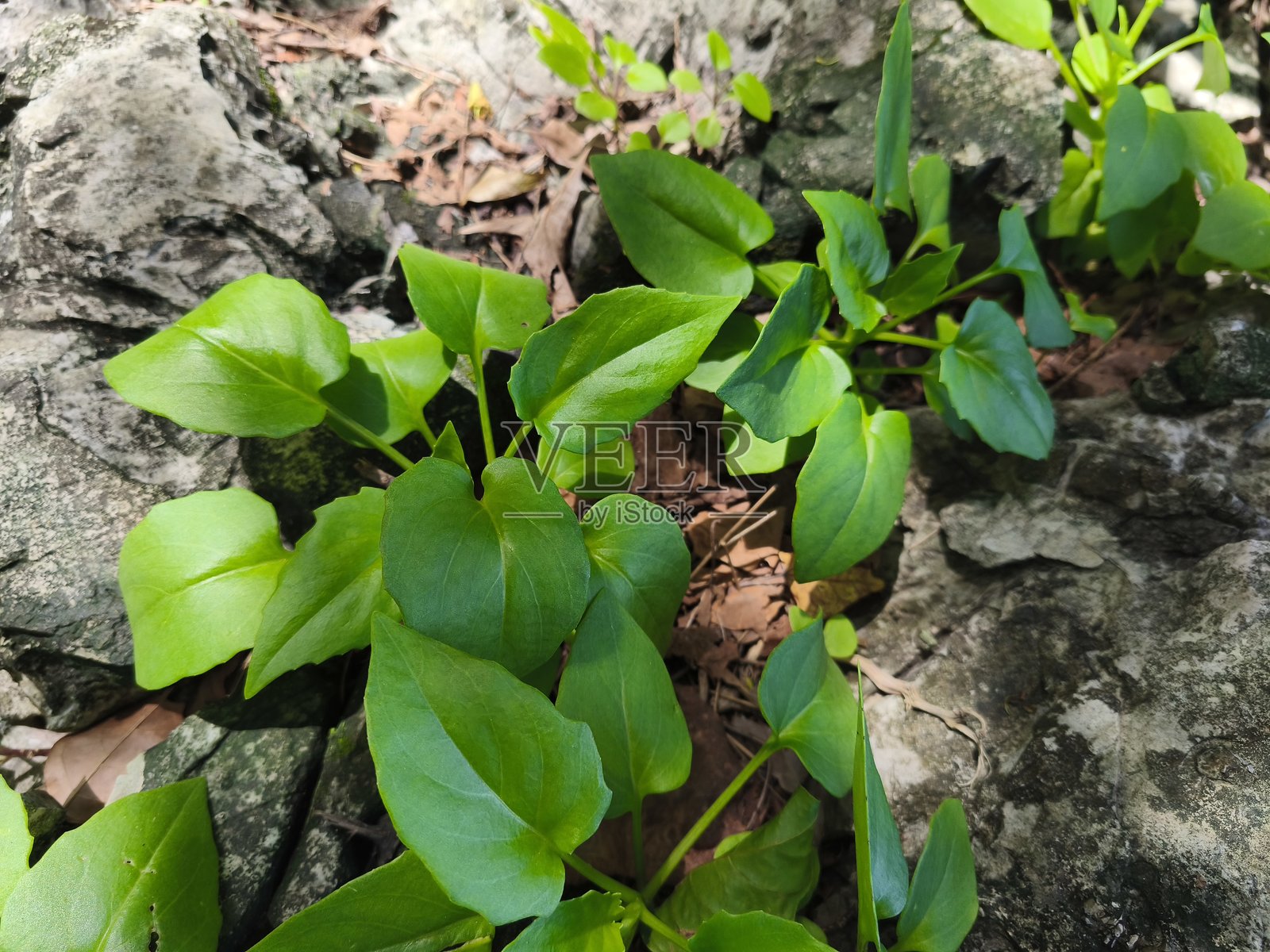 一棵单层绿色树木生长在浅灰色的岩石上,岩石上簇生着小而长茎的黄色花朵。照片摄影图片