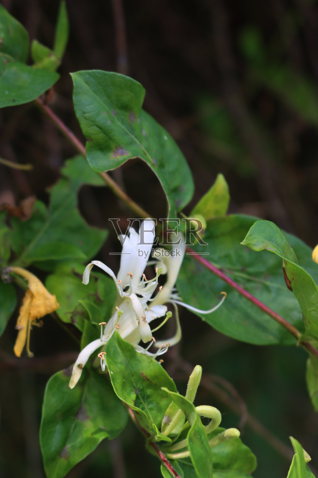 白色和黄色的忍冬花特写。忍冬(Lonicera japonica)照片摄影图片