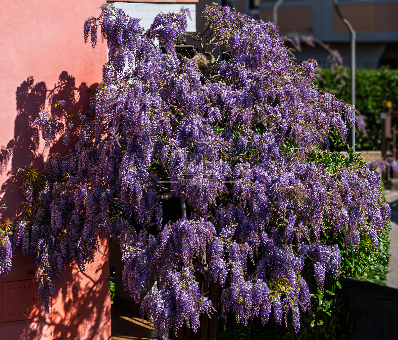 紫藤照片摄影图片