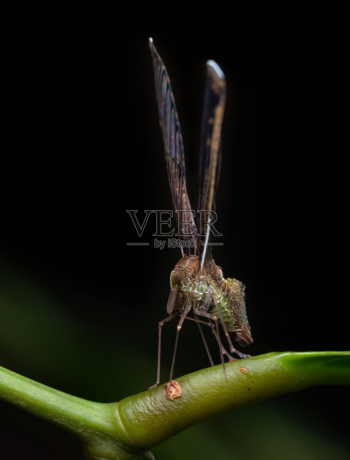 德尔比科,半翅目。照片摄影图片