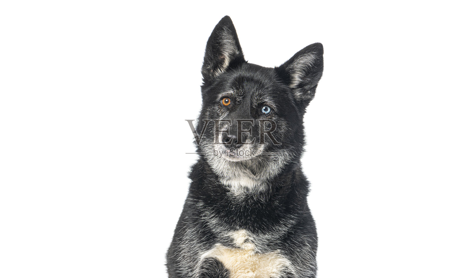 一只拥有异色瞳的德国牧羊犬肖像,眼睛颜色不同。照片摄影图片