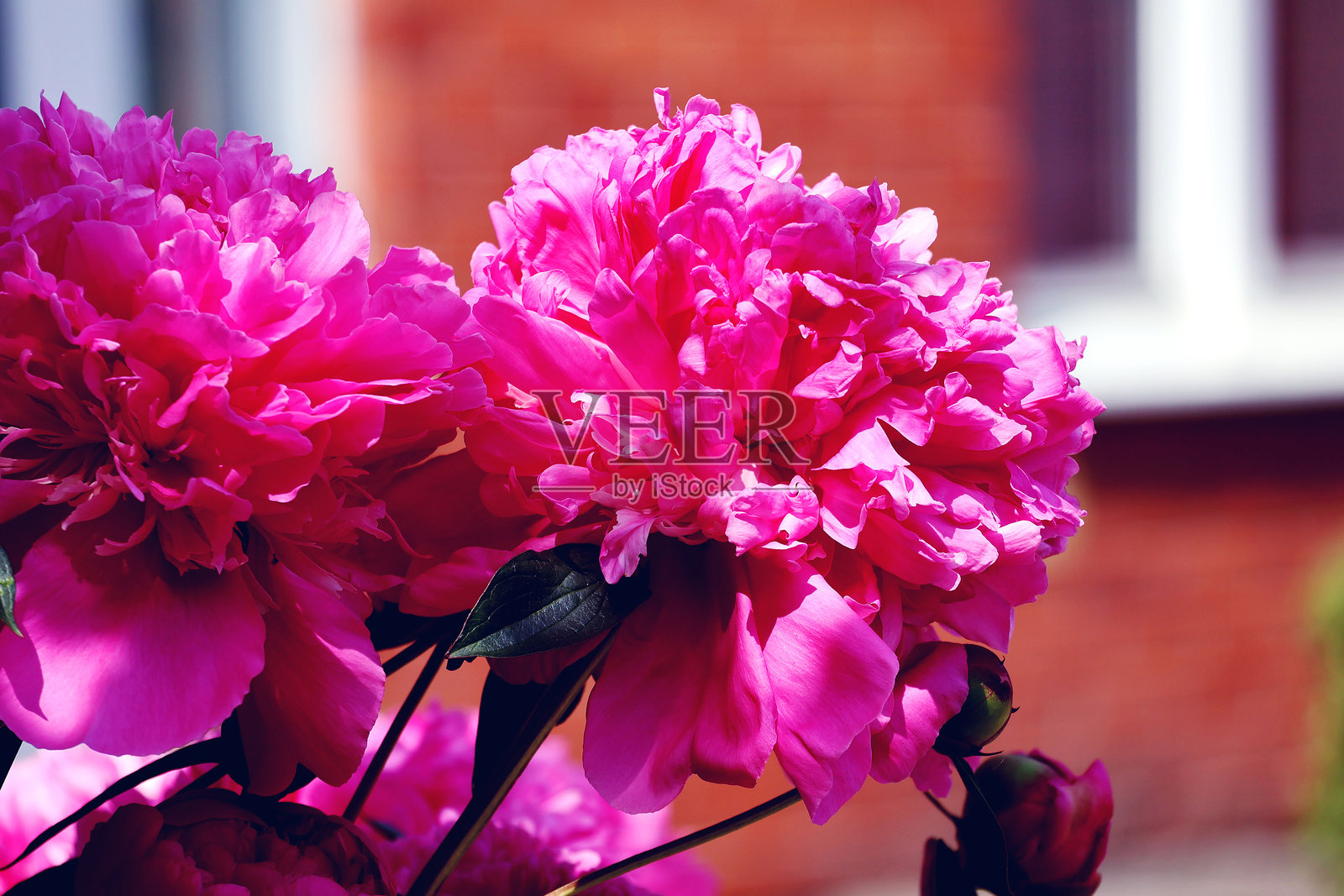 美丽的牡丹花照片摄影图片