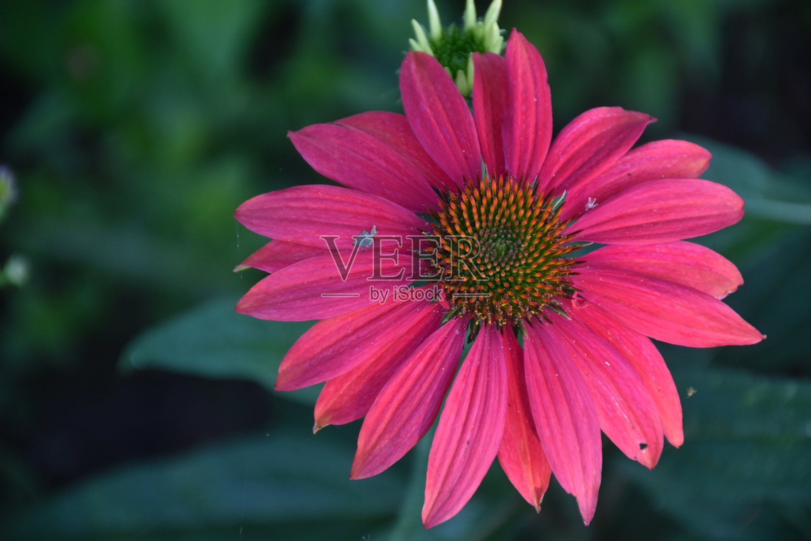 在花园里照片摄影图片