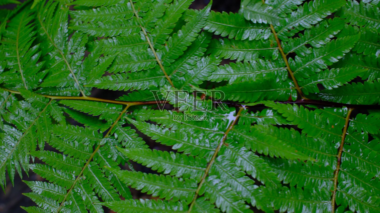 生机勃勃的春天细节,蕨类植物的叶子照片摄影图片