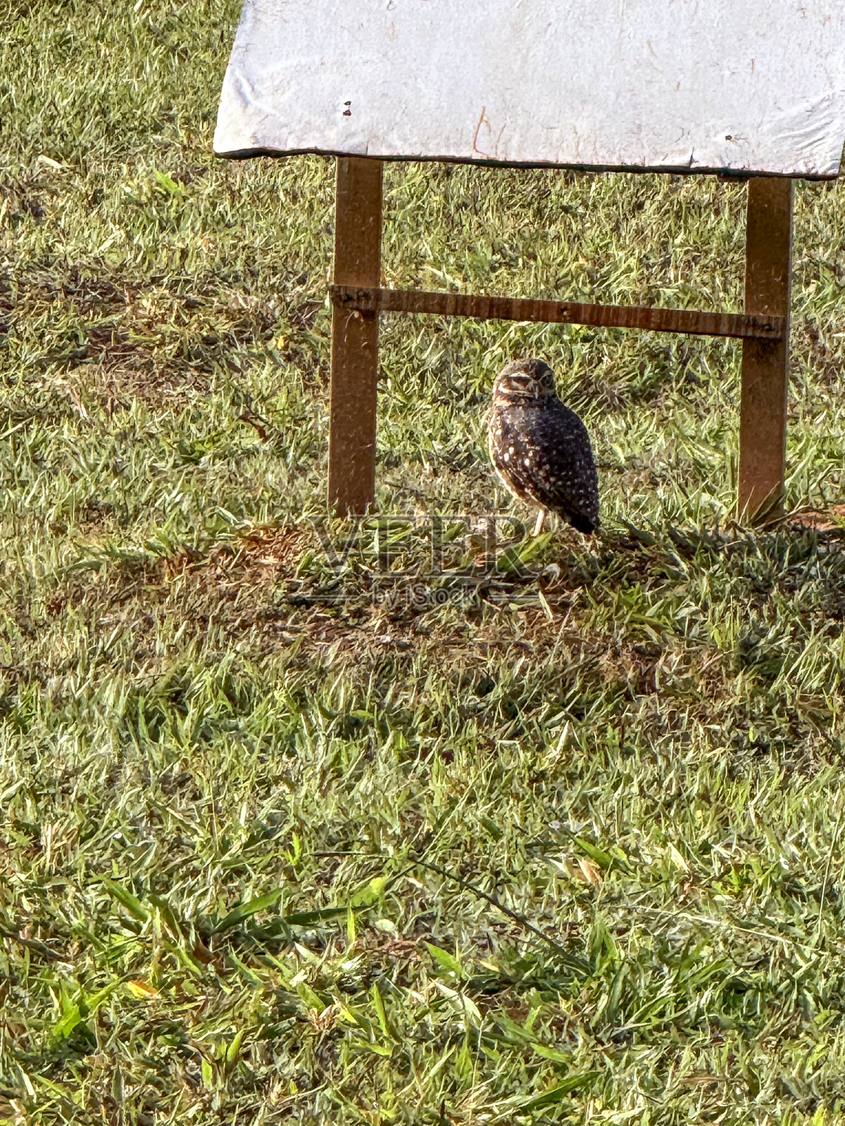 巴西利亚的洞穴猫头鹰享受着升起的太阳照片摄影图片
