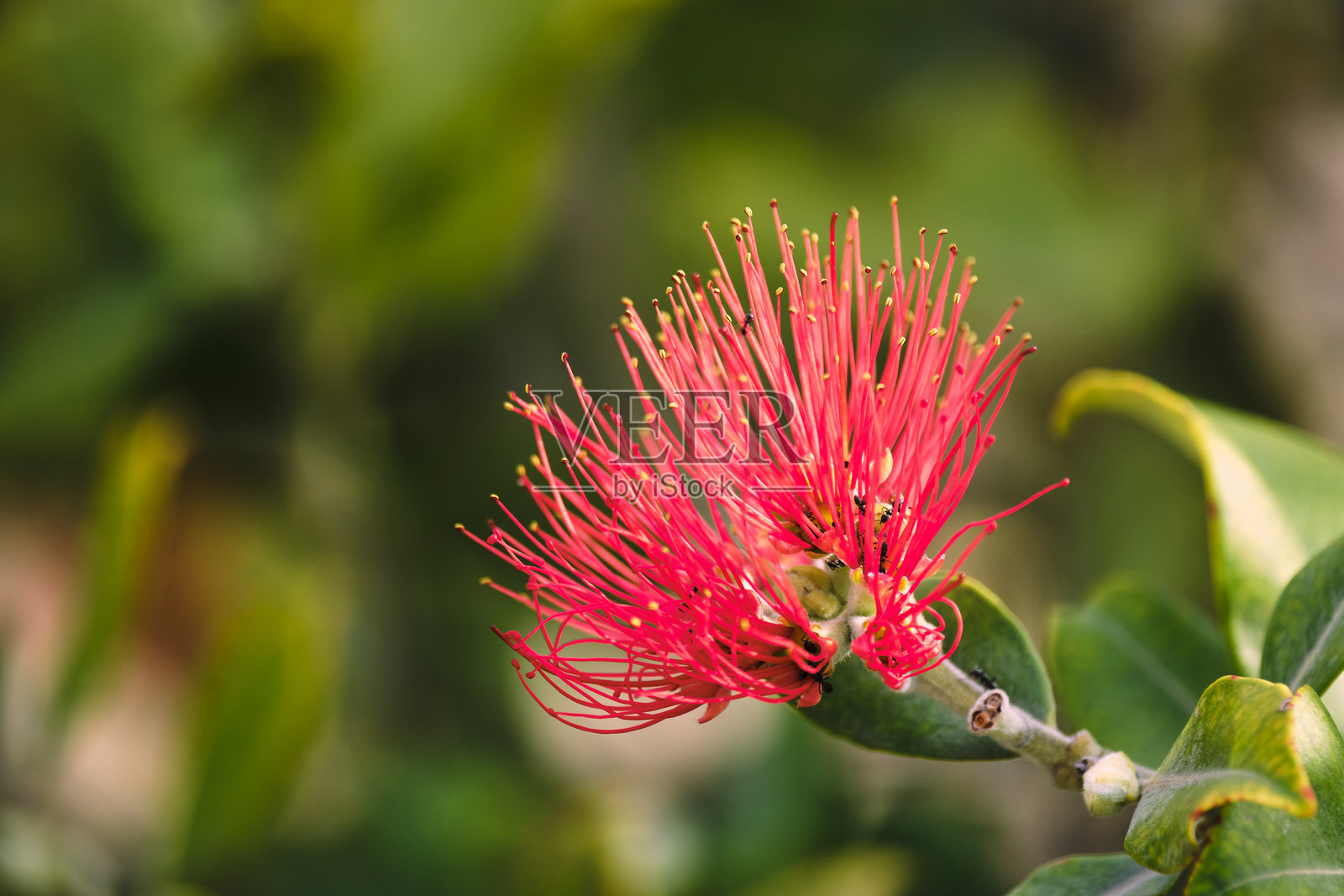鲜艳的红色热带花朵,长花蕊映衬在模糊的绿色背景中。照片摄影图片