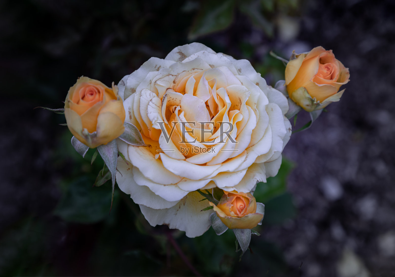 美丽的玫瑰花“生日快乐”在深色背景上。照片摄影图片