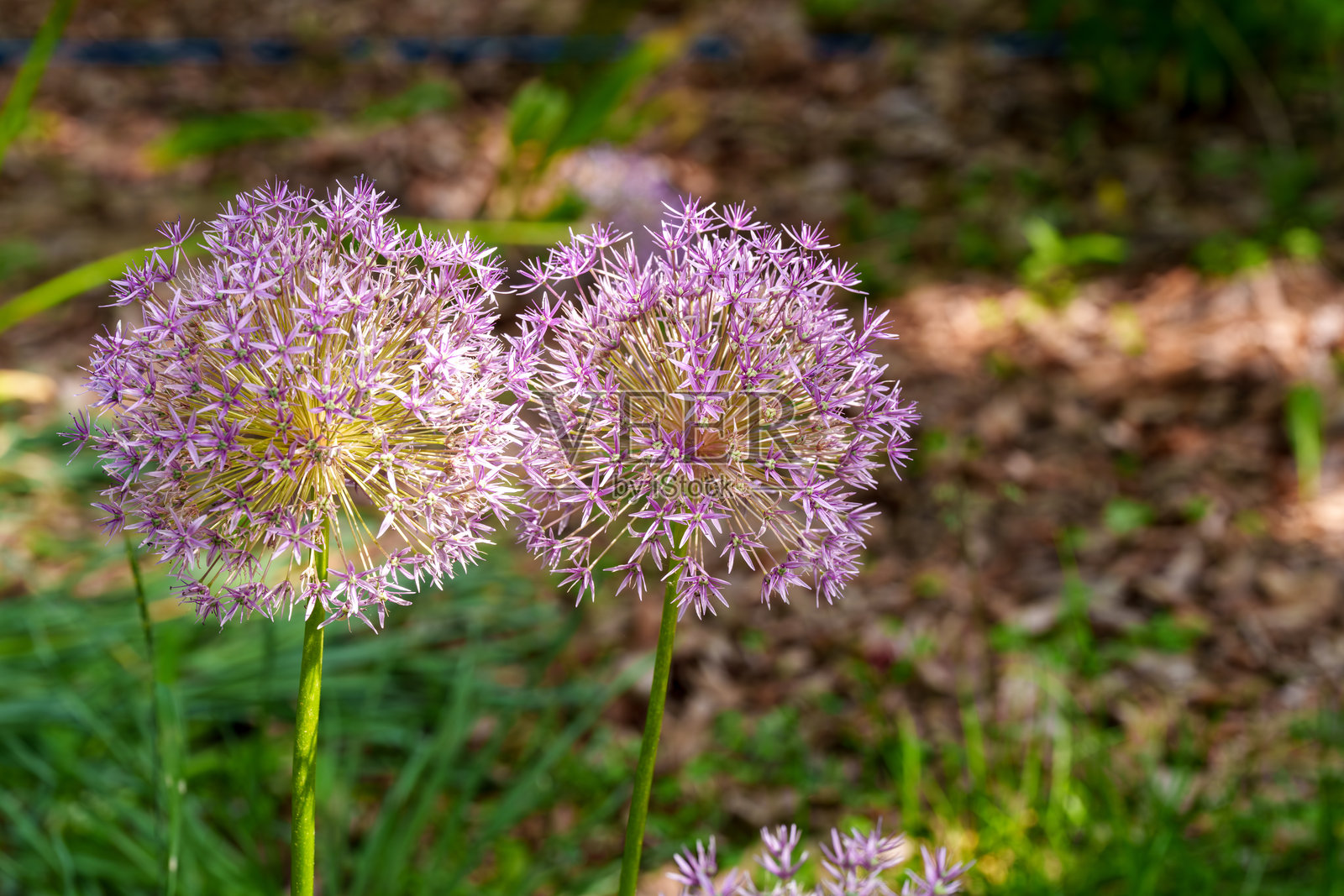 紫色巨型洋葱(Allium giganteum)花在初夏盛开特写照片摄影图片