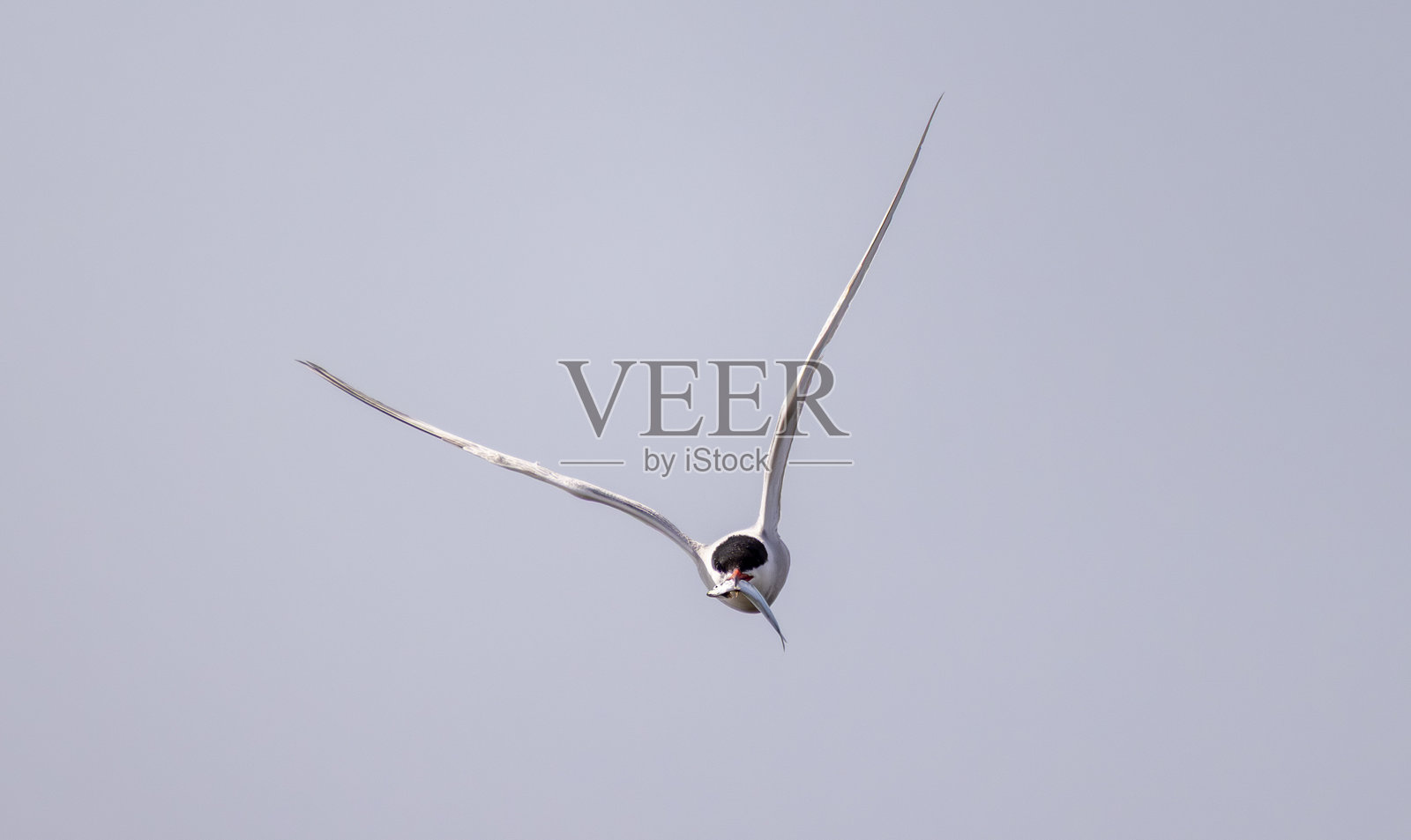 普通燕鸥照片摄影图片