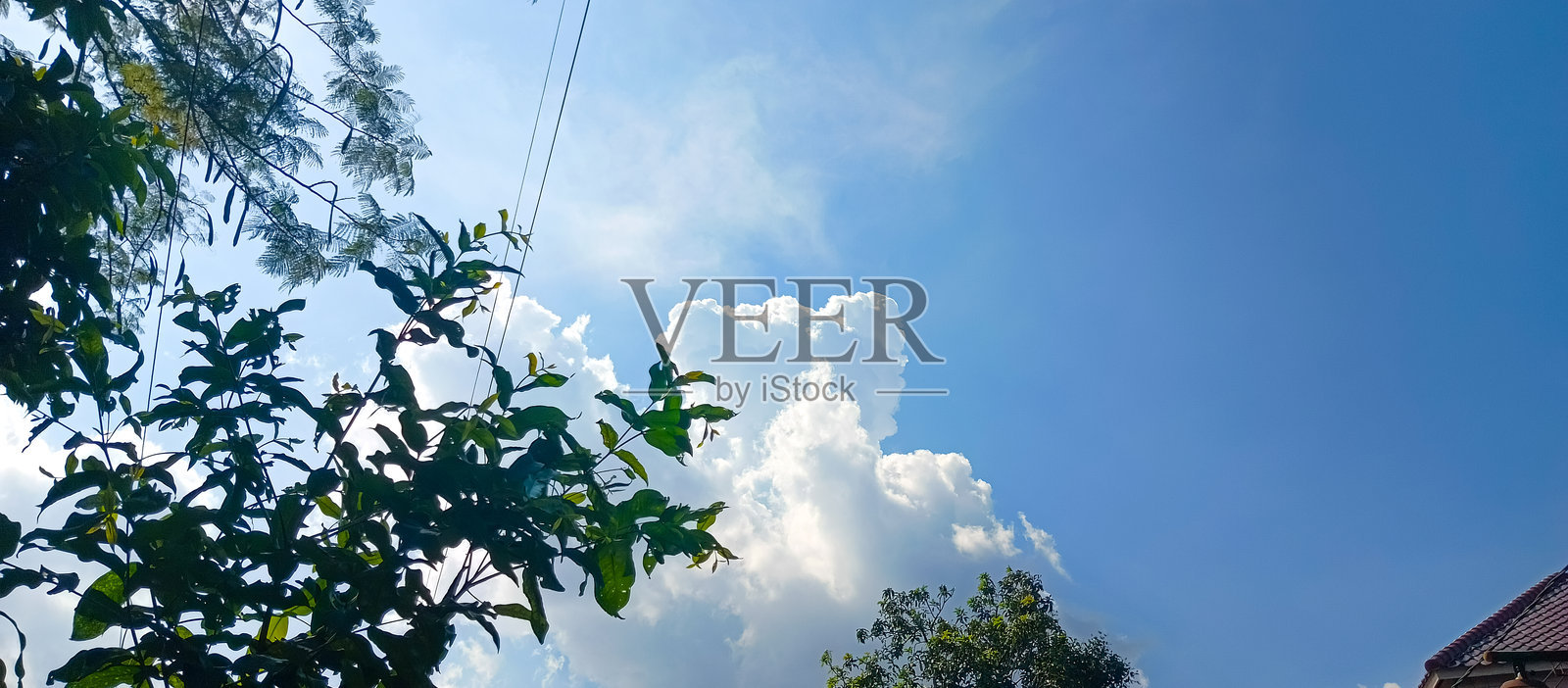 绿色的树木和蓝色的天空,白色的云朵照片摄影图片