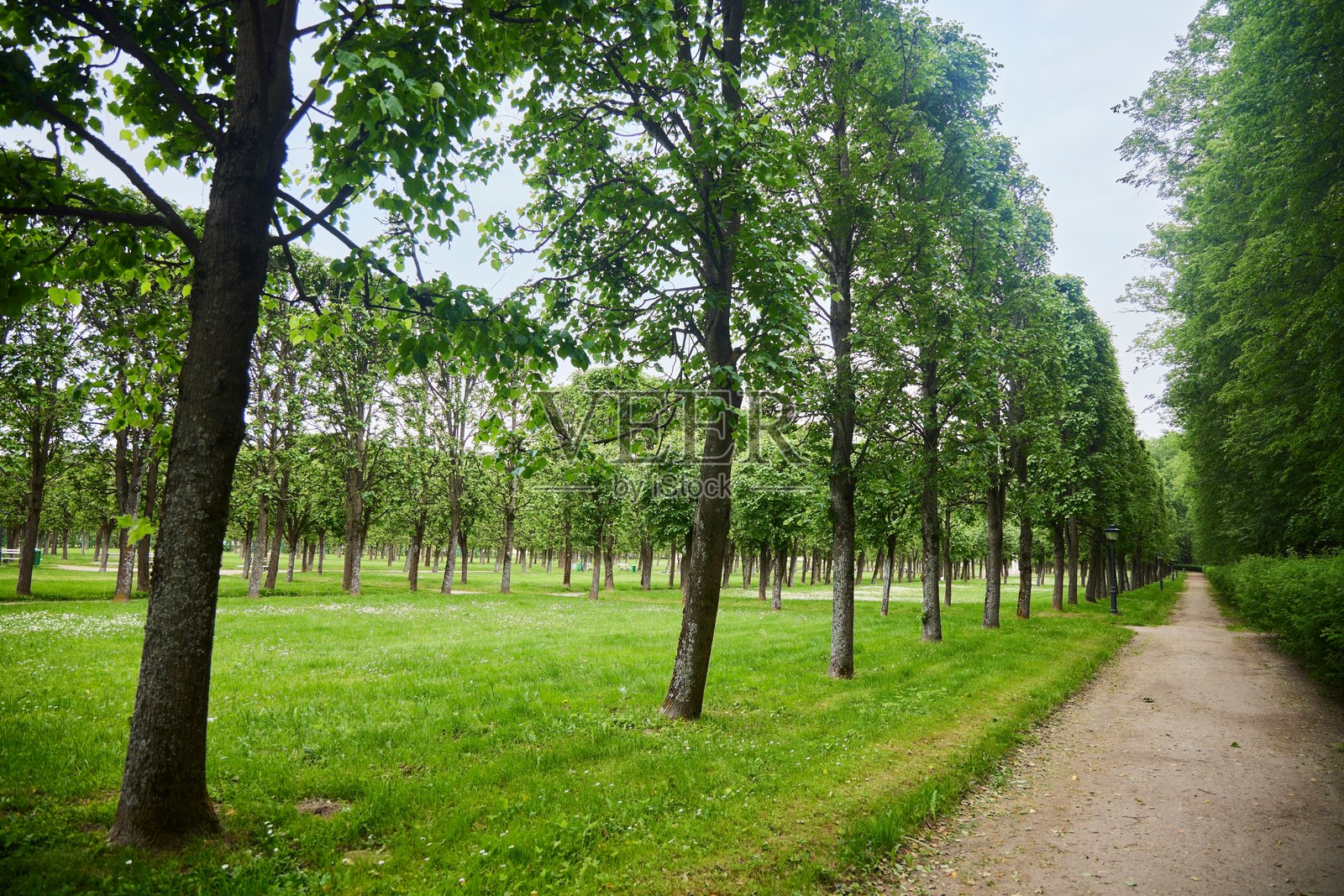 一座有小径和高大树木的公园。宫殿景观设计照片摄影图片