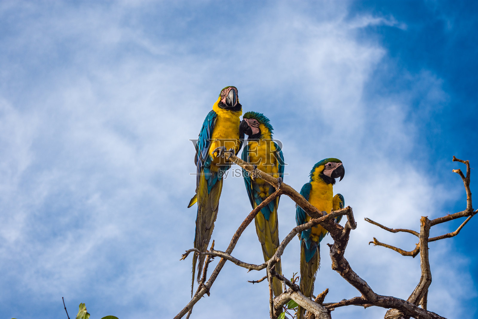 圣贝尔纳多群岛的五彩鹦鹉照片摄影图片