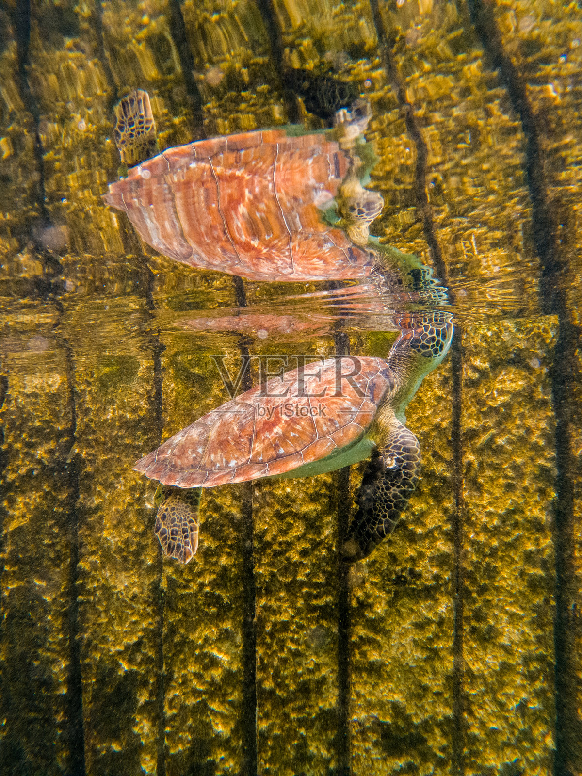 圣贝尔纳多群岛中的海龟游泳照片摄影图片