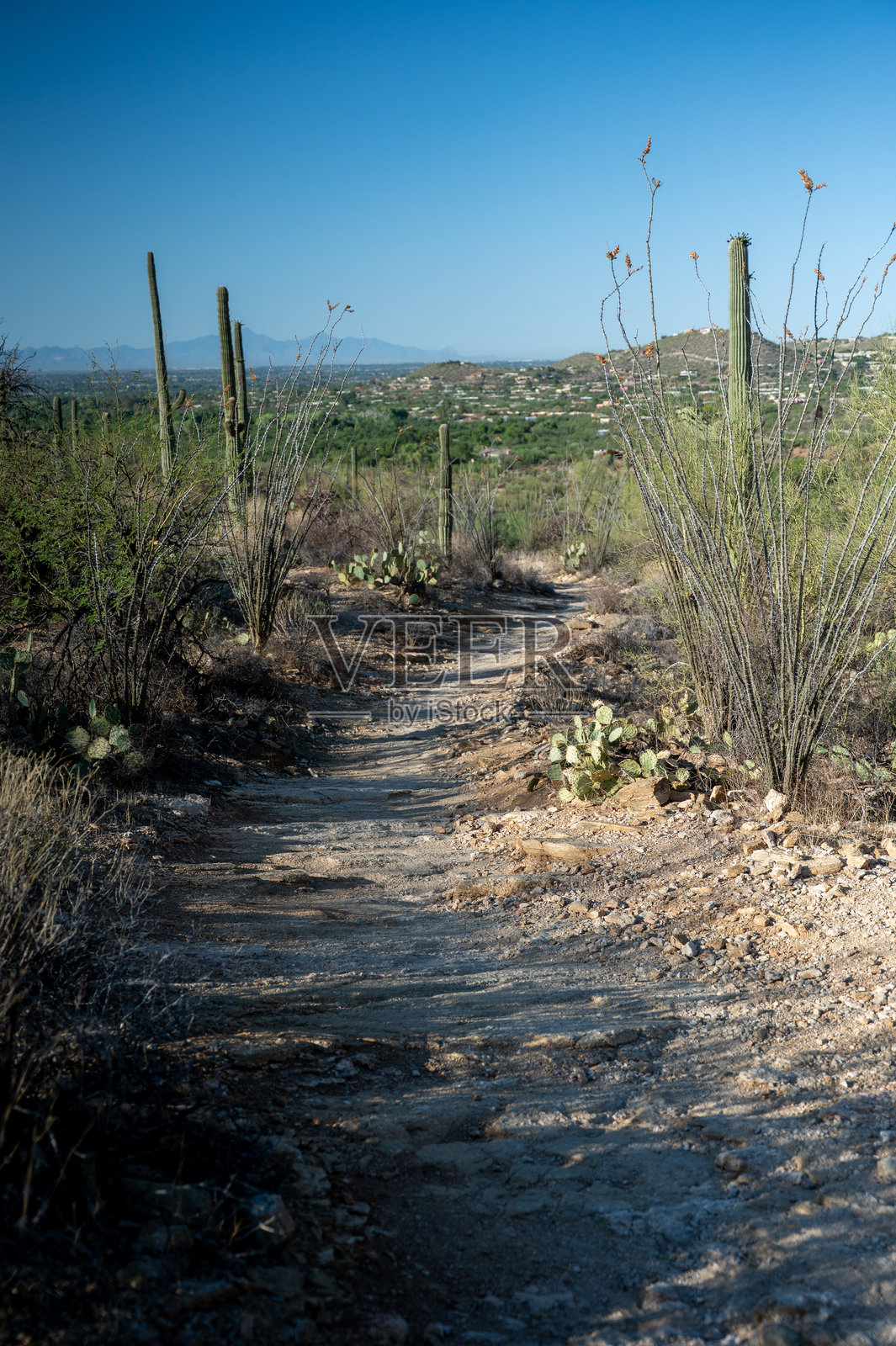 俯瞰亚利桑那州图森的沙漠小径照片摄影图片