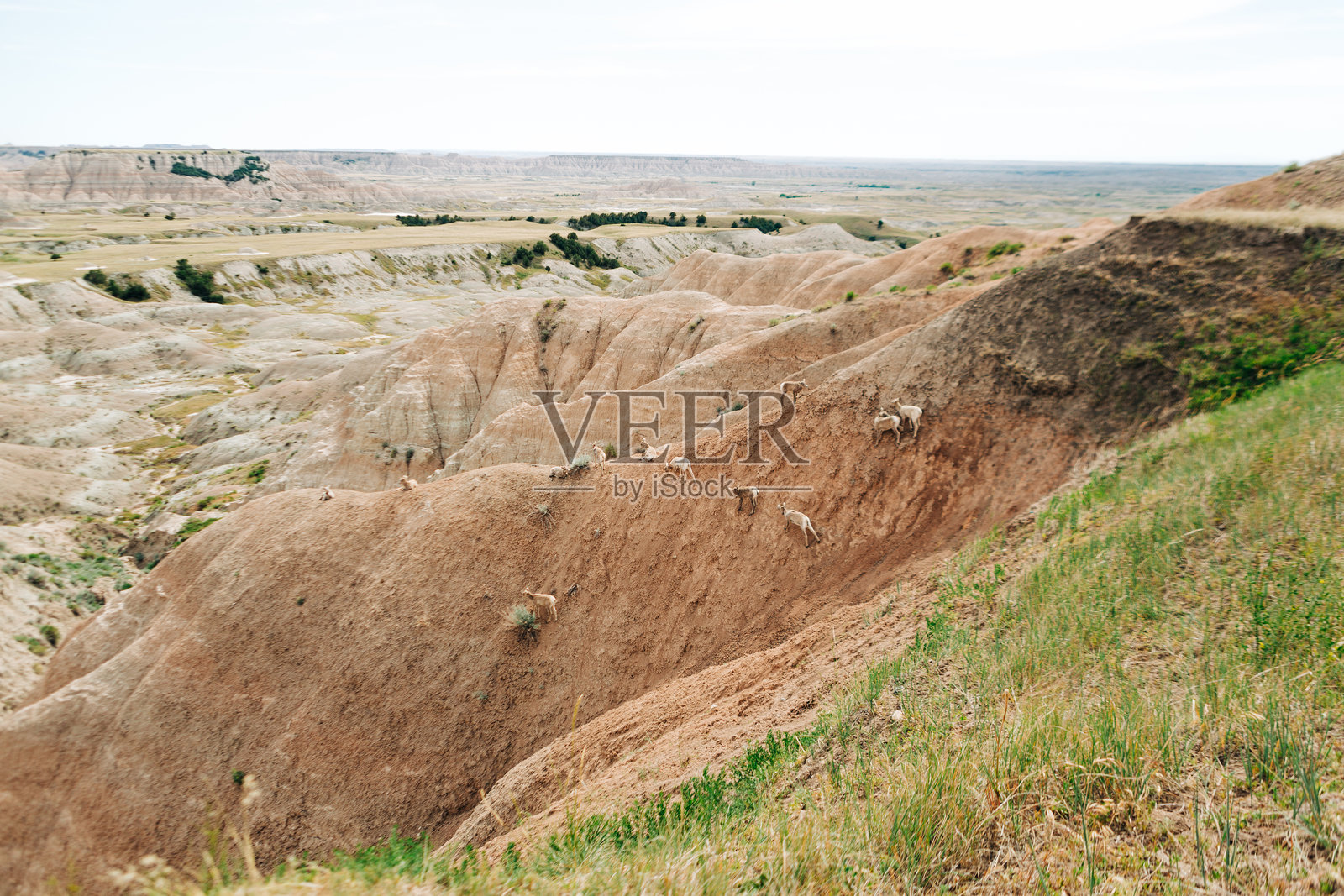 大角羊母羊和羔羊在Sagecreek Rim Road附近的山脊上吃草照片摄影图片