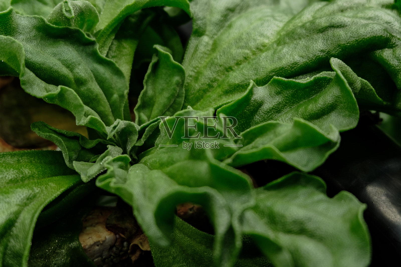 农业农场中水晶常见冰植物的特写微距拍摄照片摄影图片