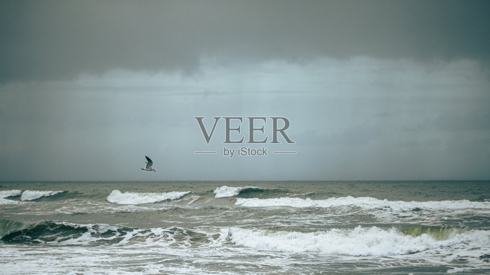 在暴风雨的海面上翱翔照片摄影图片