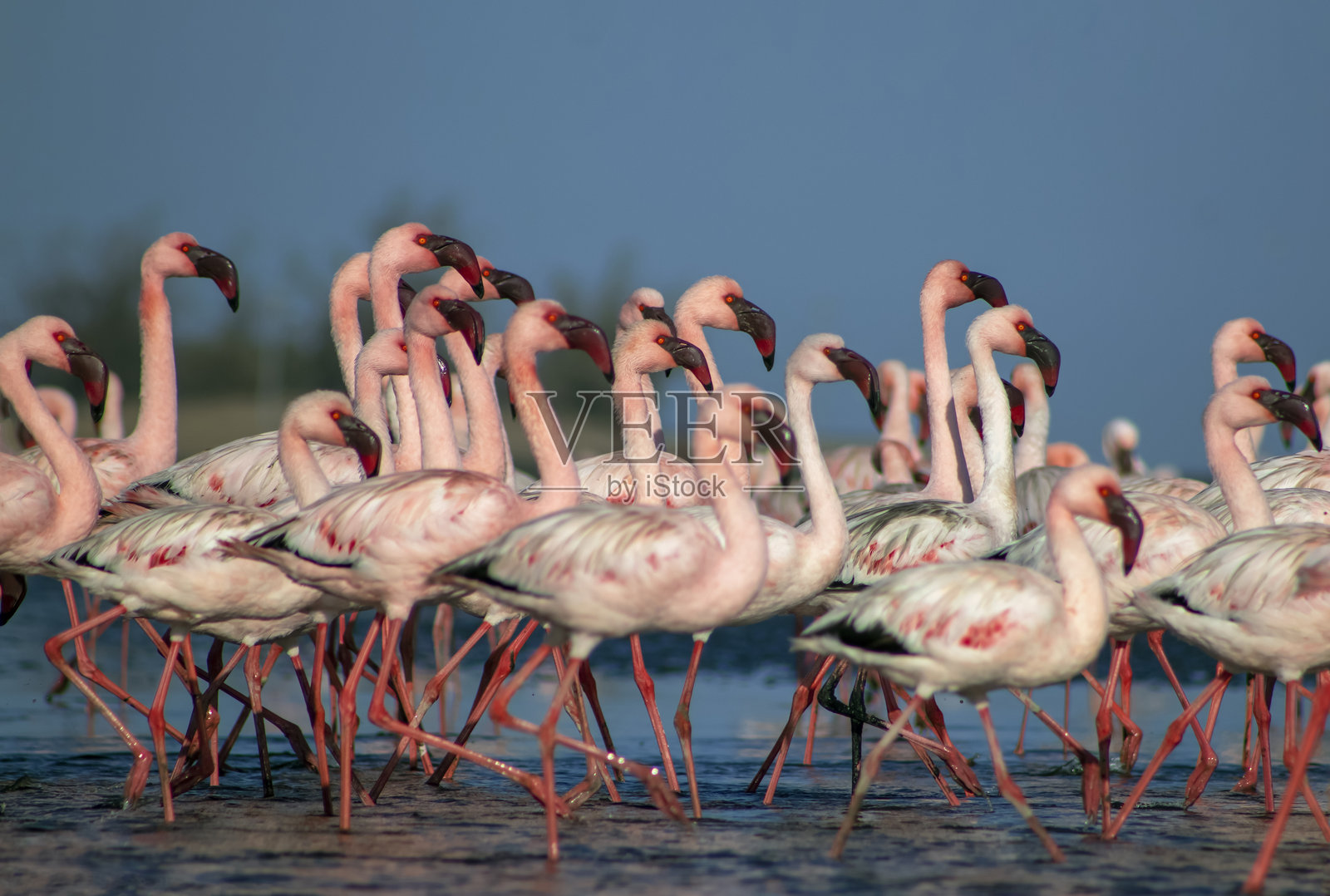 在宁静的湖边,柔和的光线下,火烈鸟与蔚蓝的天空相映成趣。照片摄影图片