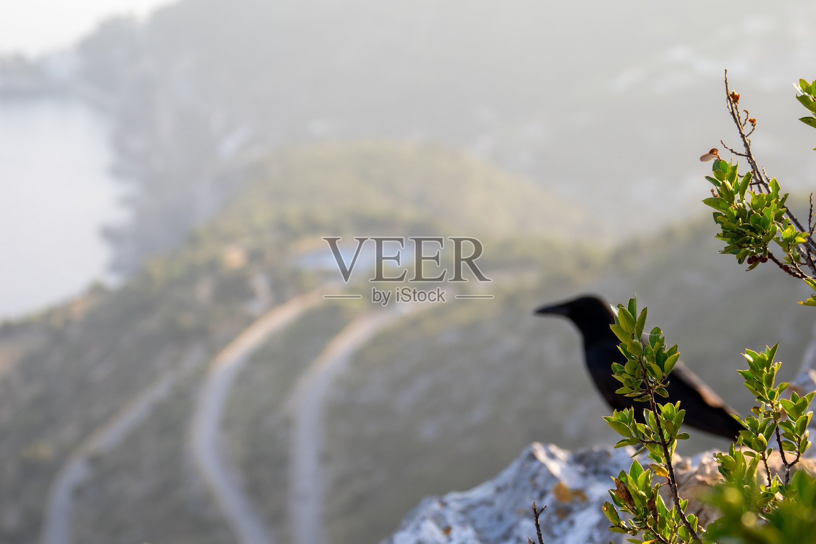 在俯瞰摩纳哥和地中海的岩石悬崖上,尸鸮(Corvus corone)照片摄影图片