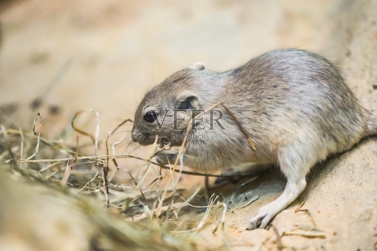 肥胖沙鼠的肖像,Psammomys obesus。啮齿动物特写。沙鼠。照片摄影图片