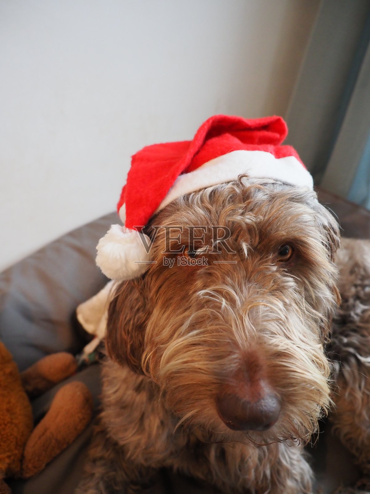 可爱的棕色狗狗戴着圣诞老人帽照片摄影图片