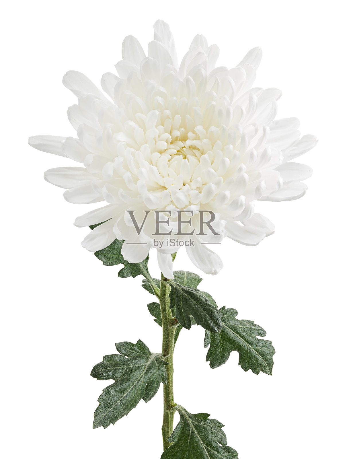 白色菊花,单朵大型菊花孤立在白色背景上,带有抠图路径照片摄影图片