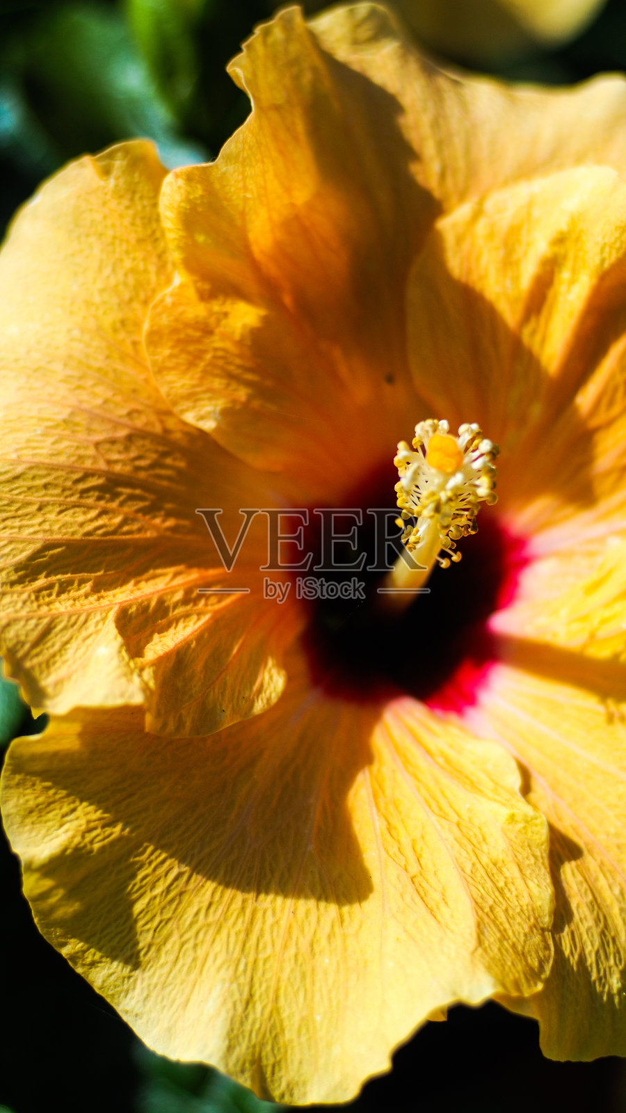 花卉特写镜头照片摄影图片