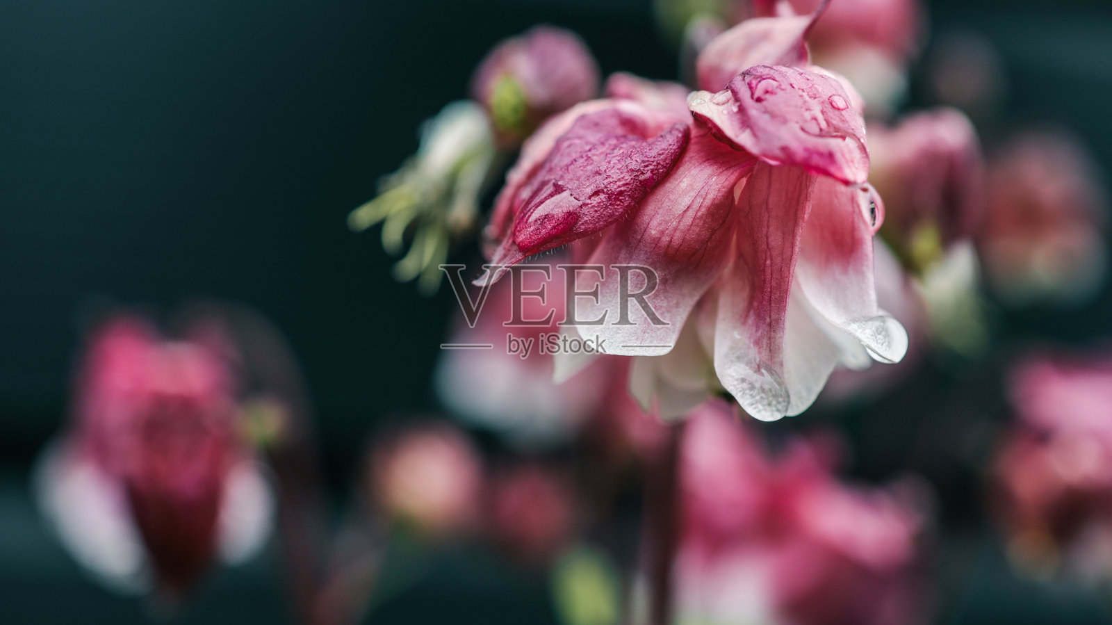 粉色钟形花朵特写,花瓣上沾有雨滴。柔焦花卉图像,背景为深色自然景观。照片摄影图片