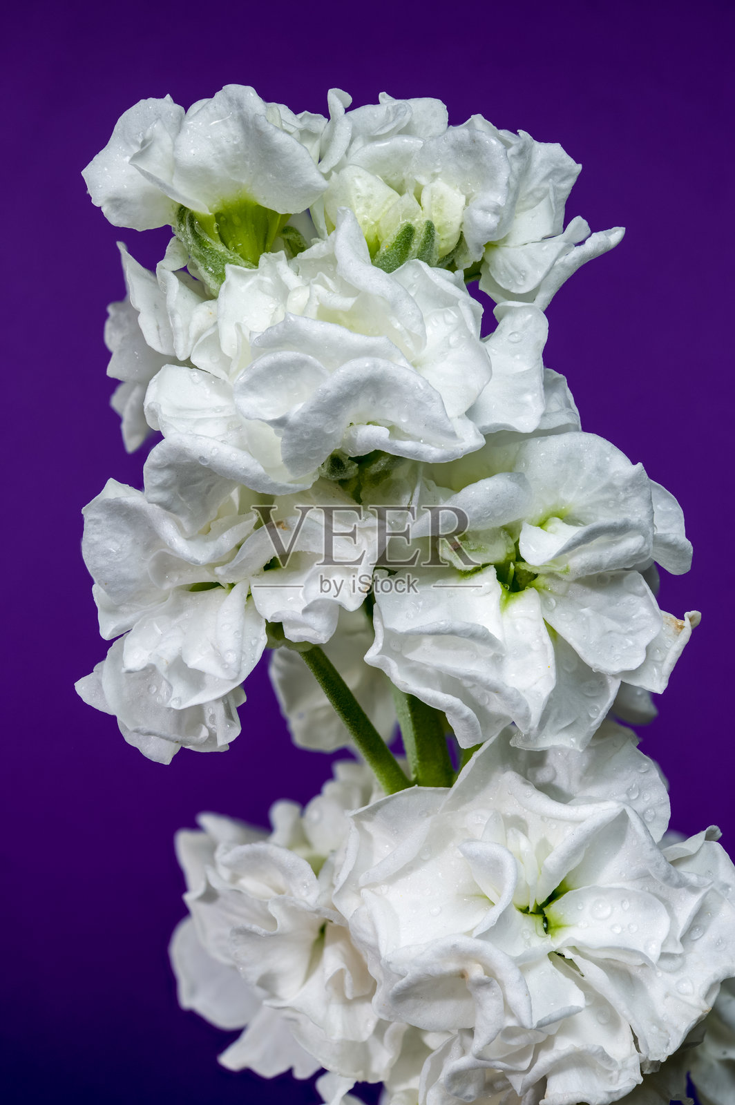 白色马提奥拉花朵映衬在深紫色背景上照片摄影图片