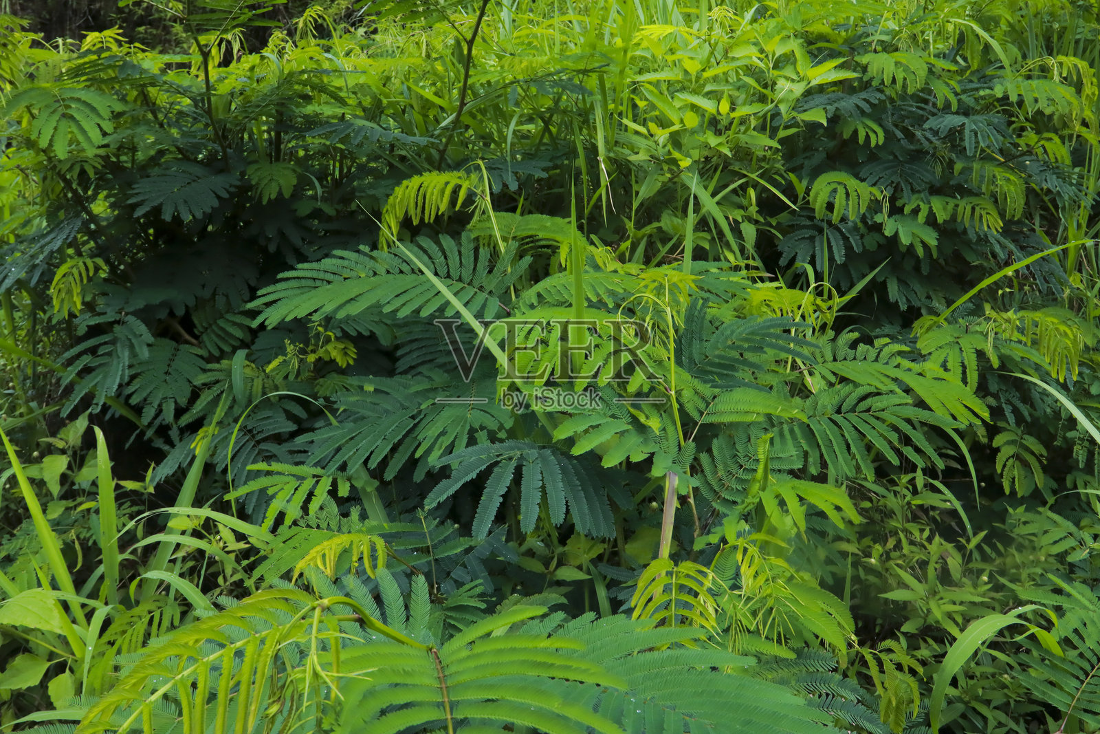 印度尼西亚浓密绿叶中的热带豆科植物叶片照片摄影图片