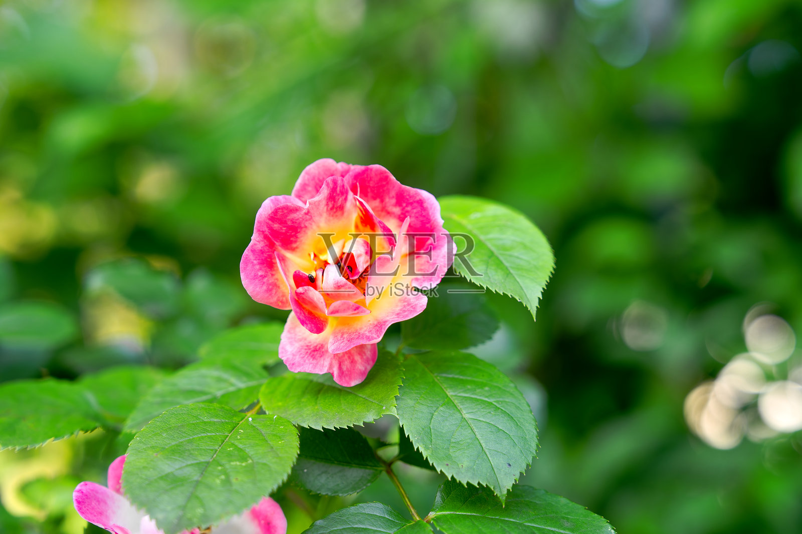 瑞士苏黎世阳光明媚的晚春早晨,花园中粉色和黄色玫瑰的特写。照片摄影图片
