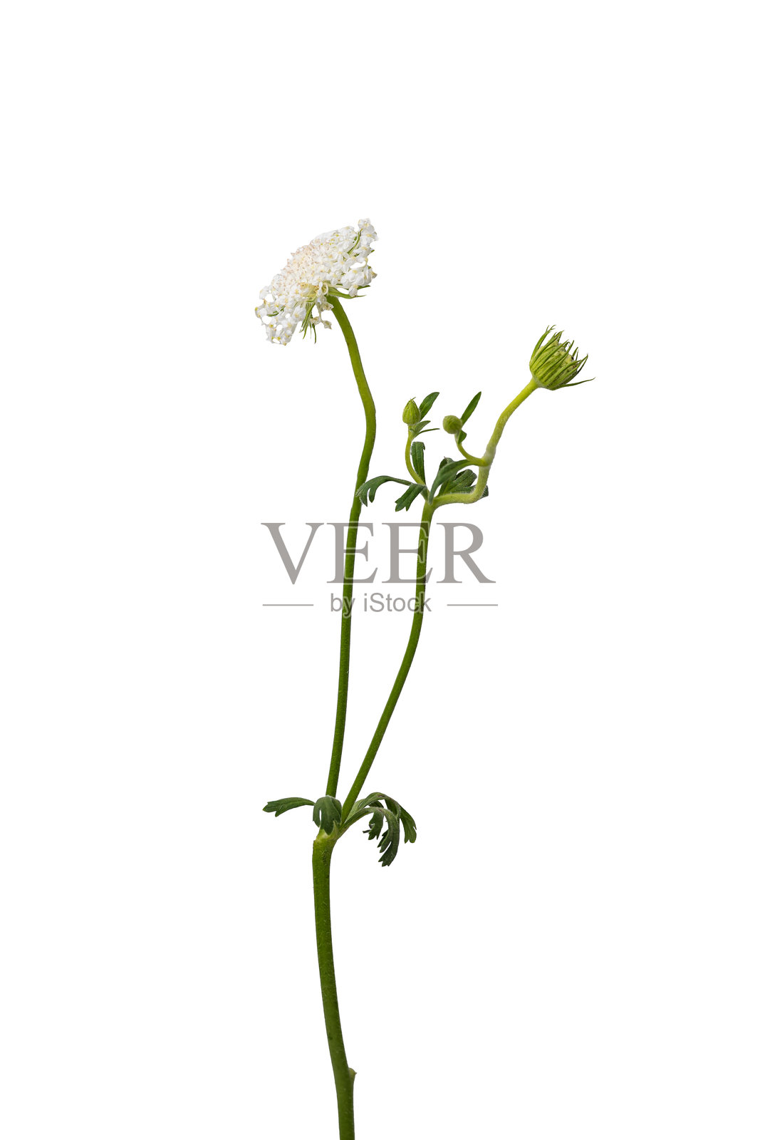 高质量的白色千层花PNG图像,背景为白色。照片摄影图片