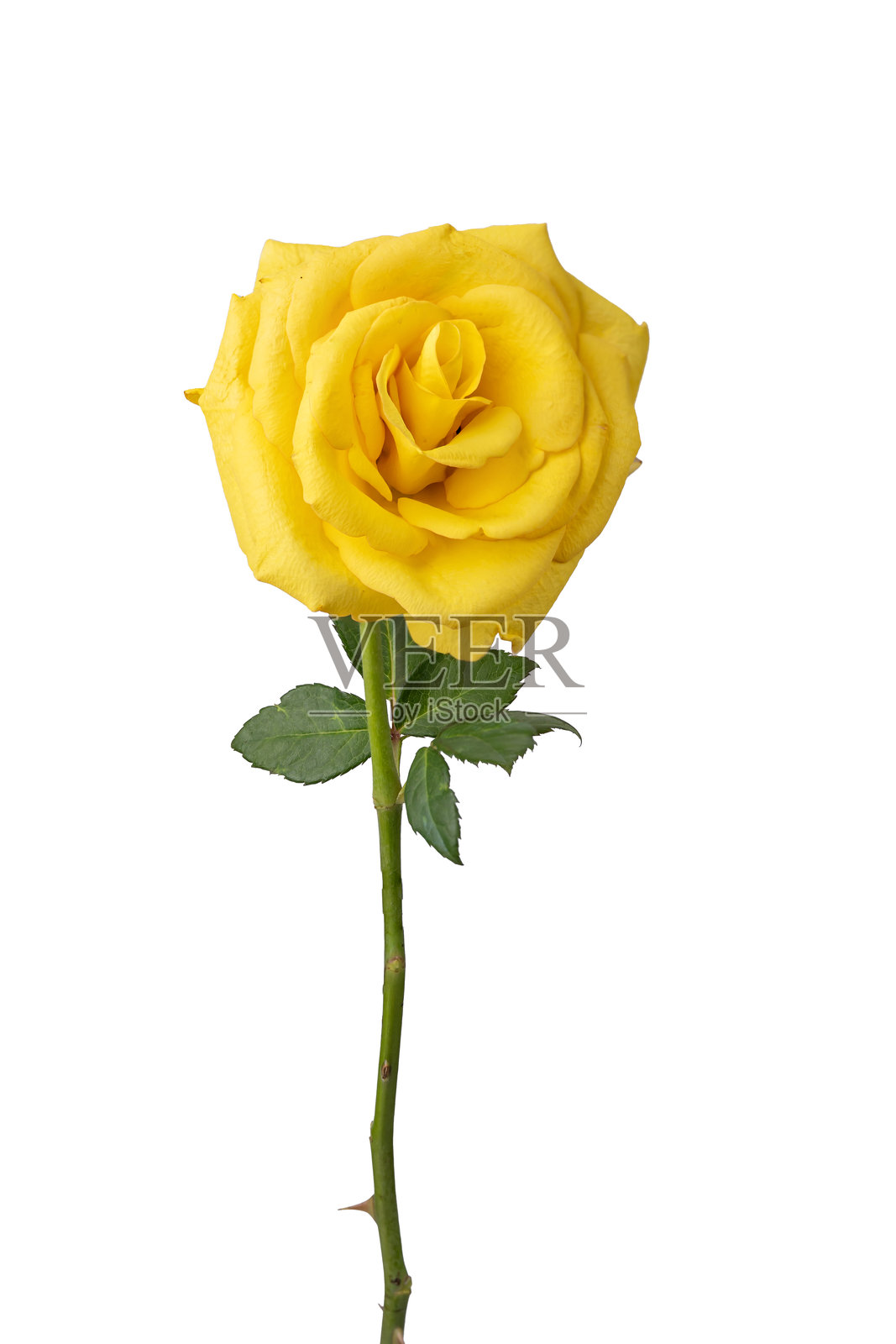 高质量的黄色玫瑰PNG图像,孤立在白色背景上。照片摄影图片