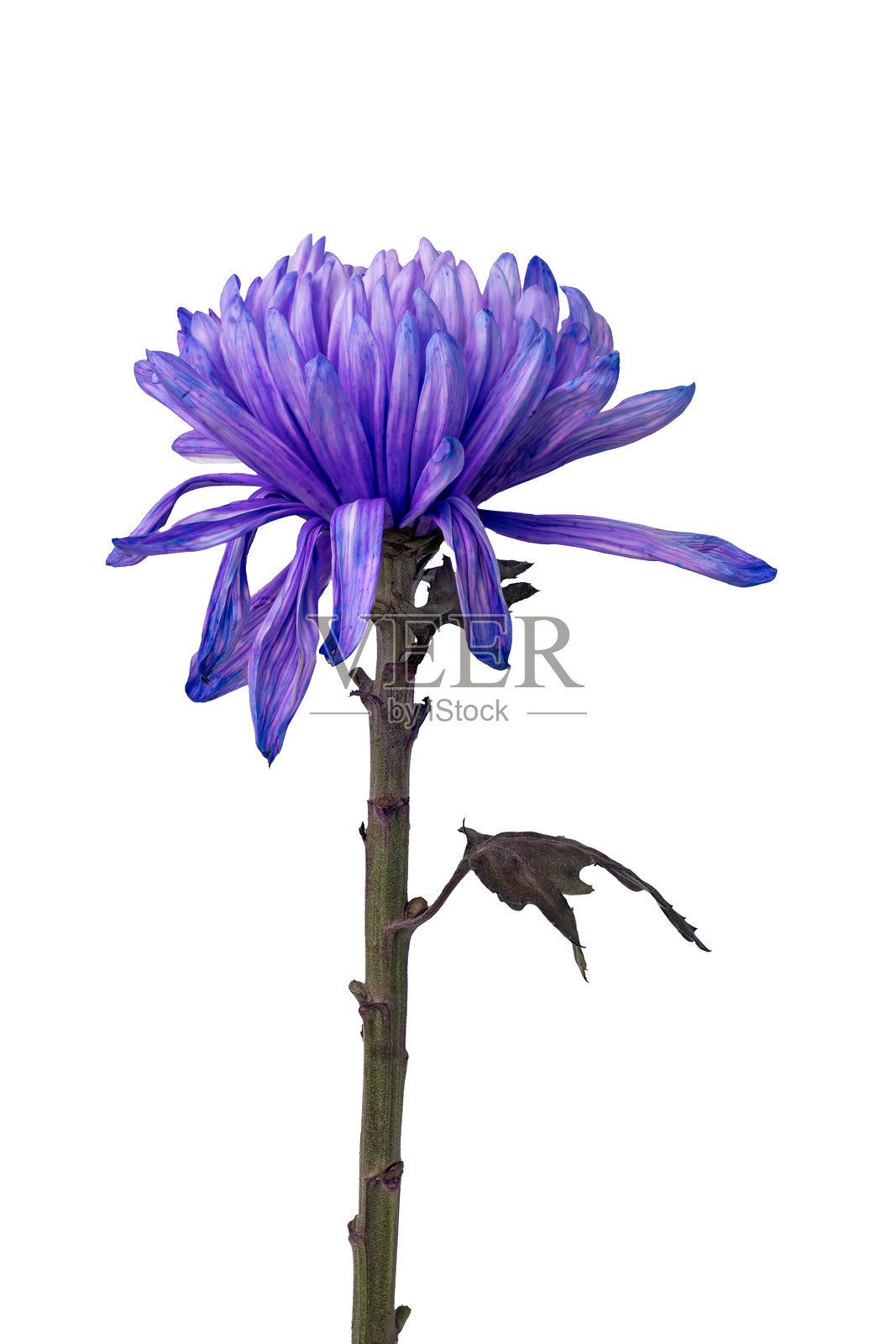 高质量的紫色菊花PNG图像,背景为白色照片摄影图片