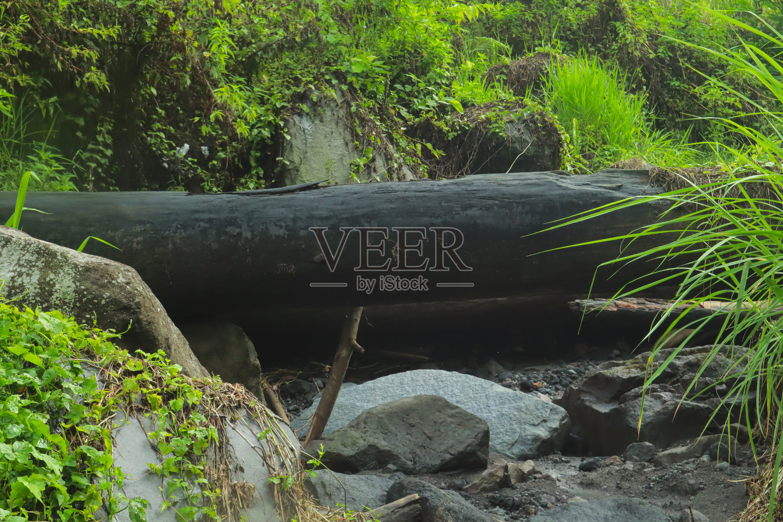 印尼森林中的自然溪流,伴有树根、漂流木和流动的水。照片摄影图片