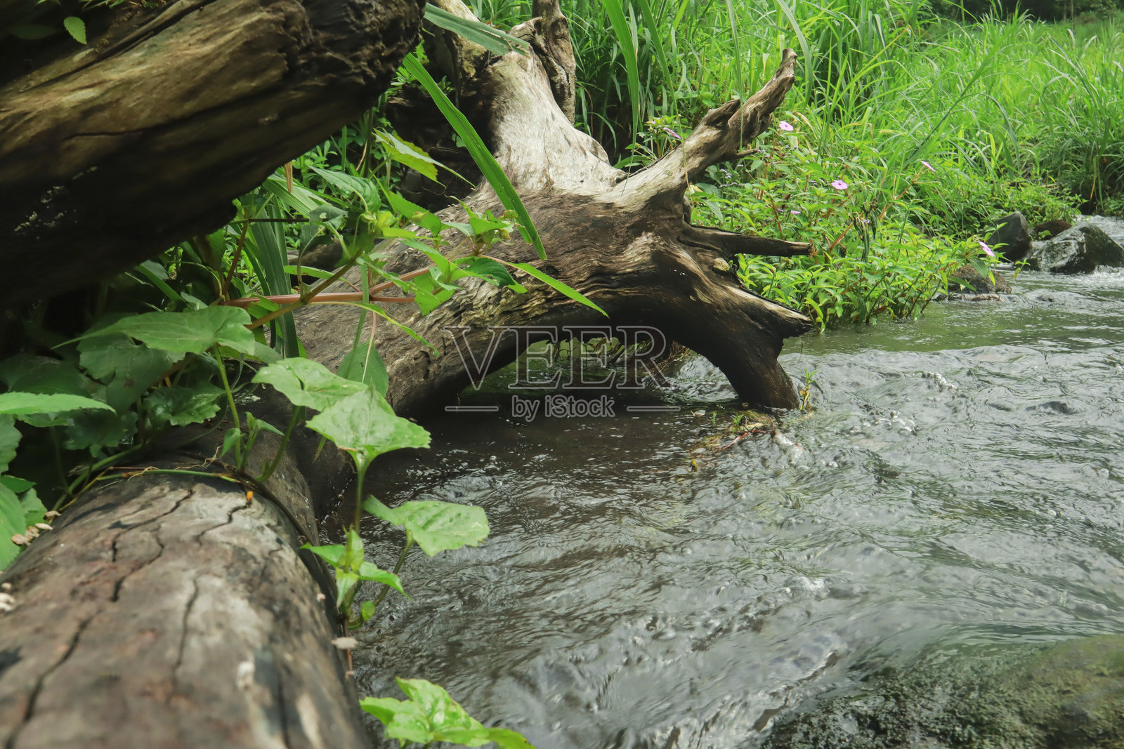 倒下的树木横跨在印度尼西亚郁郁葱葱的热带森林小溪上照片摄影图片