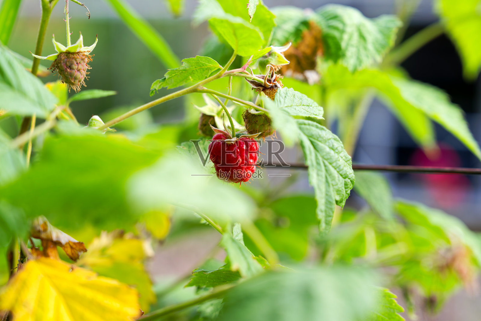 瑞士苏黎世城市花园中阳光明媚的初夏早晨,树莓植物的特写。照片摄影图片