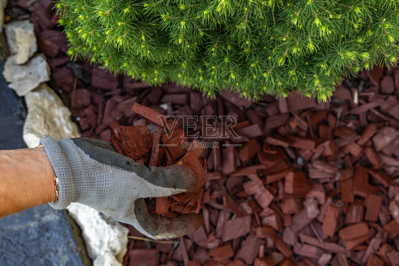在花园灌木周围散布红色树皮,使花园植物周围的土壤酸化。照片摄影图片