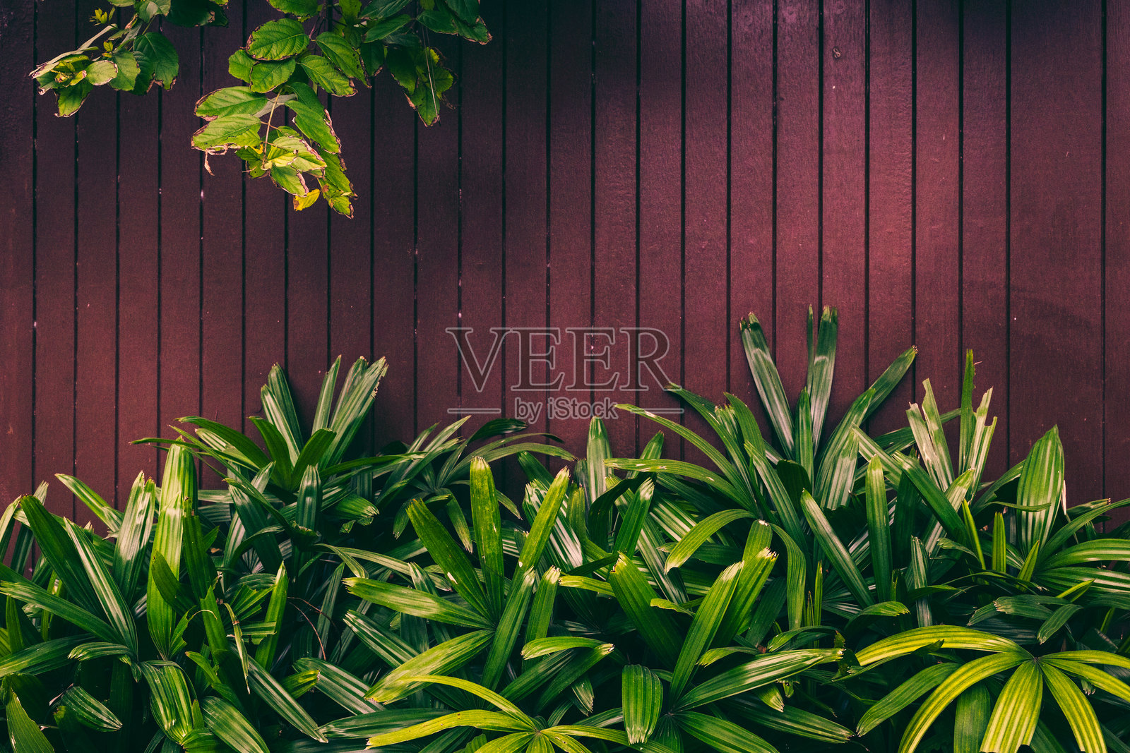 郁郁葱葱的绿叶与古朴木栅栏背景相映成趣照片摄影图片