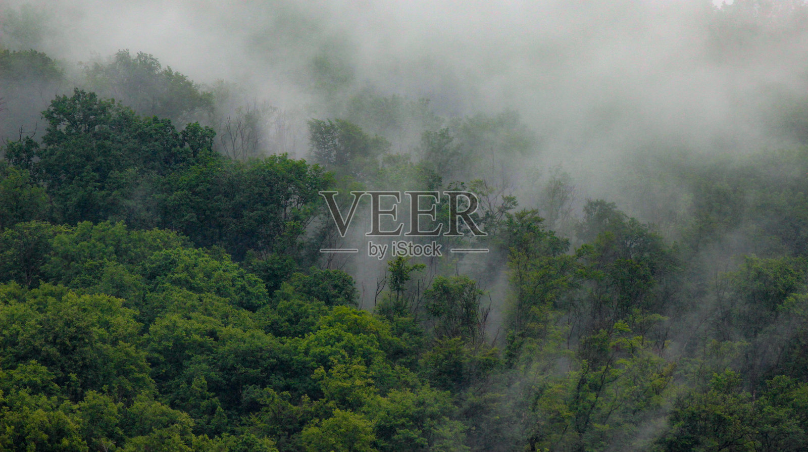 暴雨过后,狂野森林中云层逐渐形成。照片摄影图片