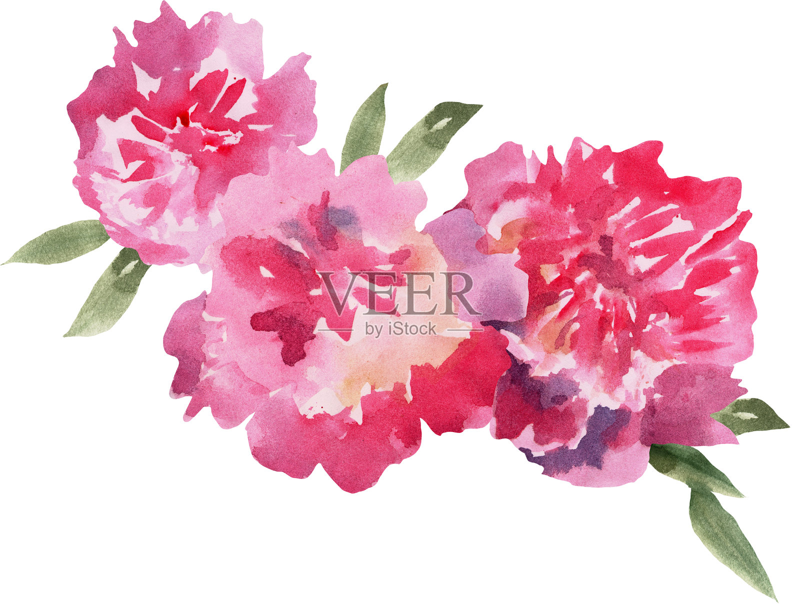 粉色水彩牡丹插画图片素材