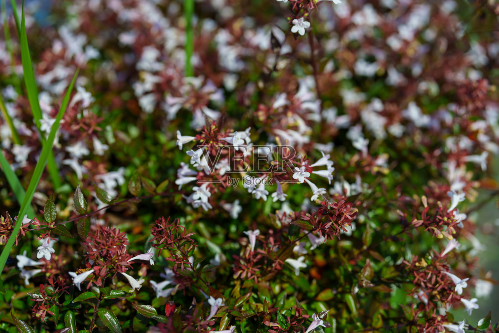 晨露中闪耀的光泽阿贝利亚照片摄影图片