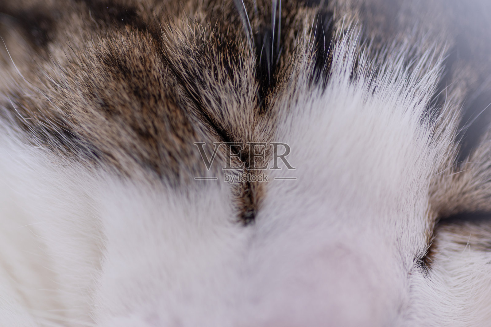 用微距镜头拍摄的猫脸照片摄影图片