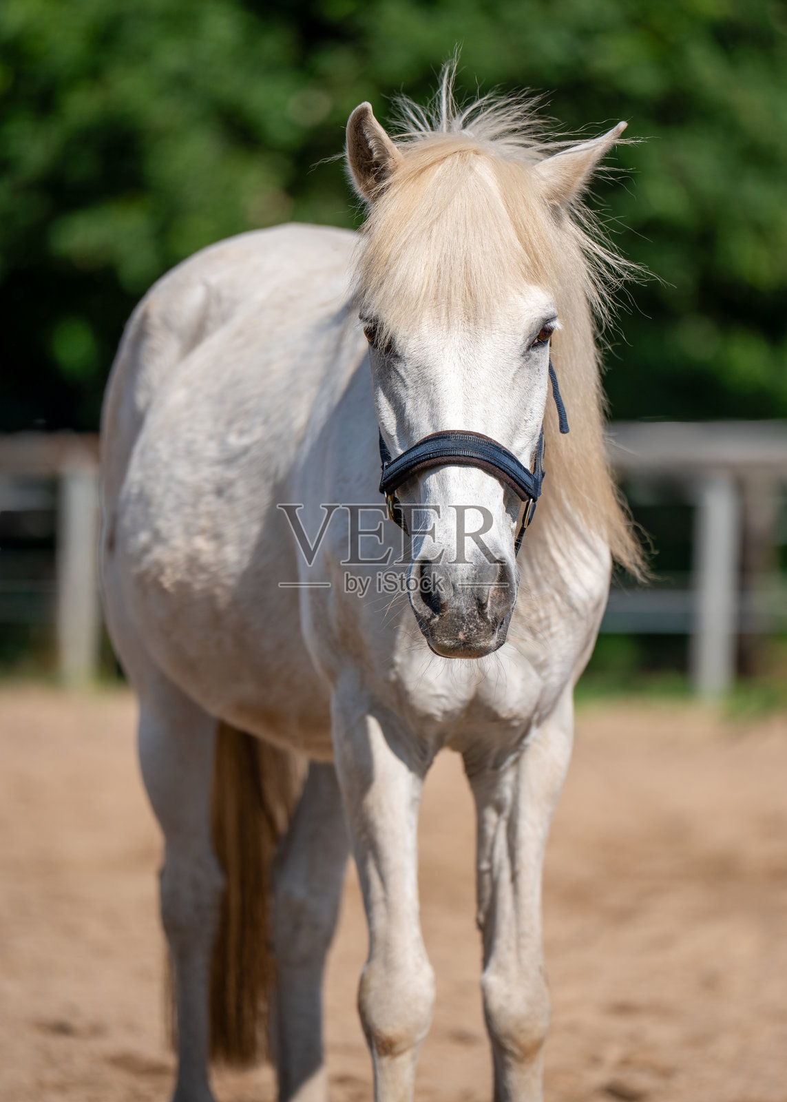 优雅的白马在阳光明媚的夏日草地上站立。非常适合自由、自然和马术之美的主题。照片摄影图片