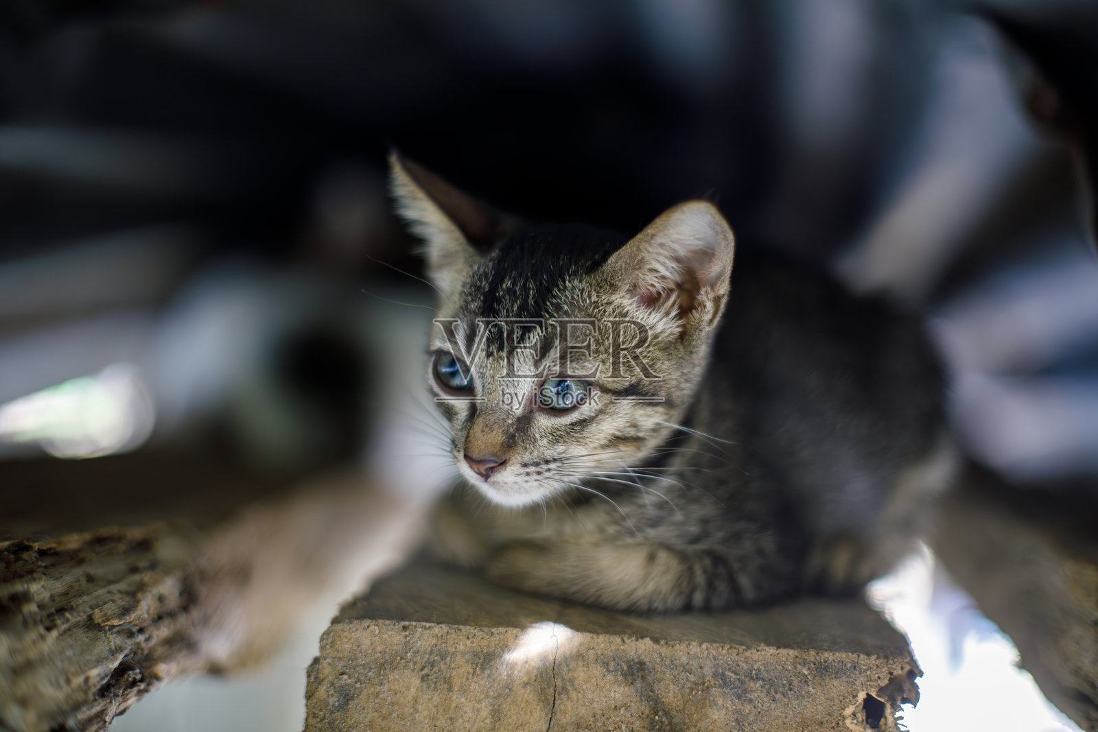 虎斑小猫在屋檐下休息,眼中流露出遥远的神情照片摄影图片