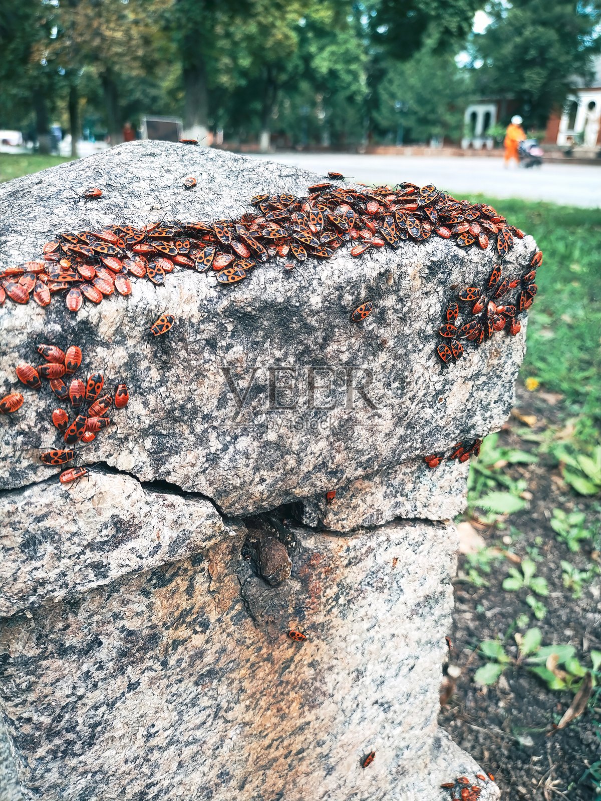 一群火虫聚集在户外一根风化的石柱上,特写镜头。照片摄影图片